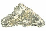 Polished Ammonite (Promicroceras) Section - Somerset, England #211318-1